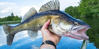 Man displaying a walleye 