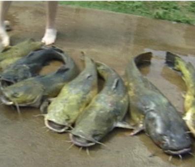 several catfish